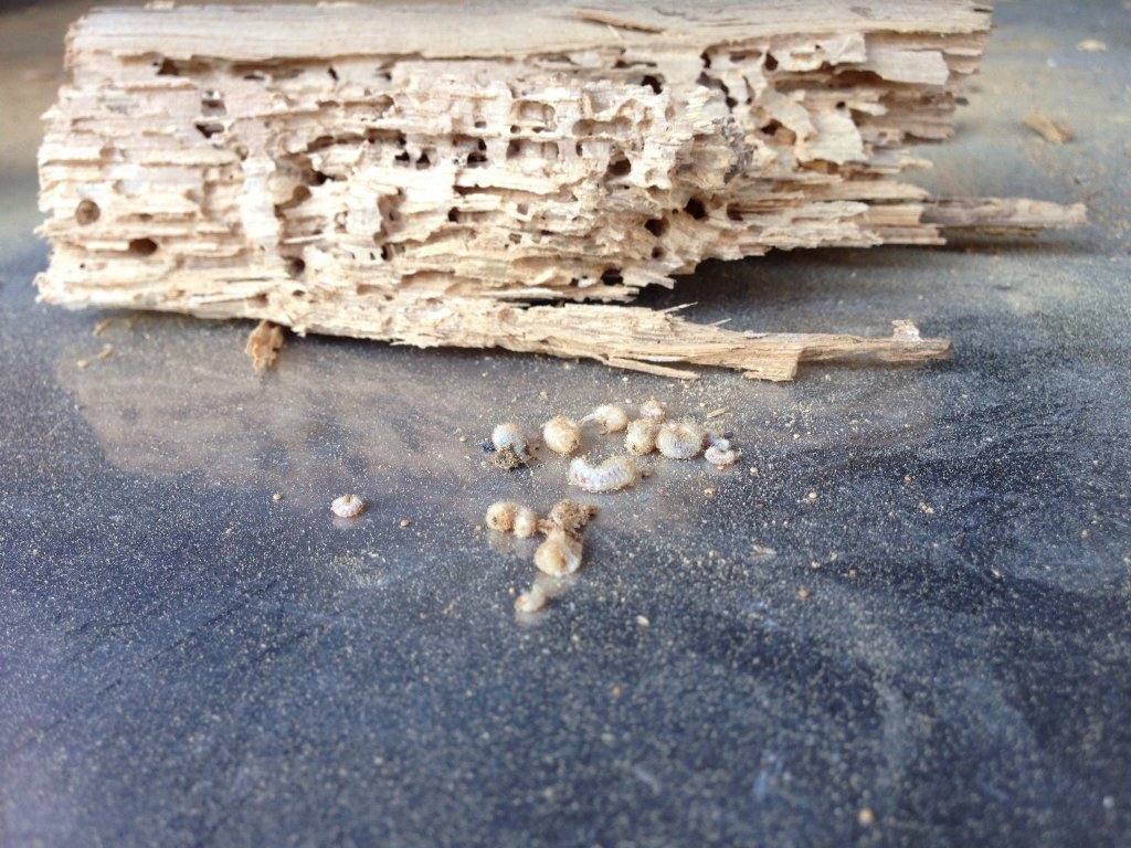 Termites 49 Angers