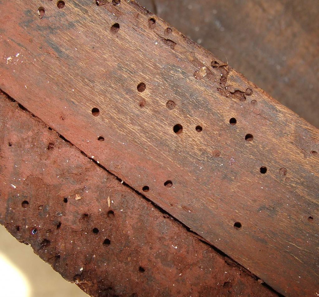 Traitement charpente Saumur