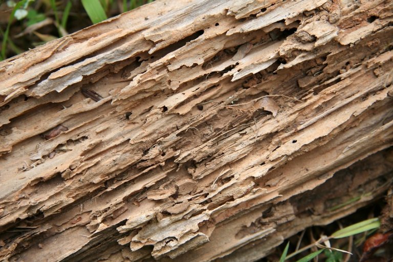 degats bois termites 49