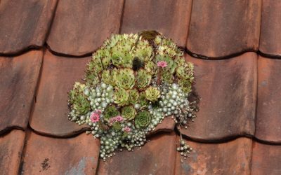 Utiliser un anti-mousse pour nettoyer la toiture