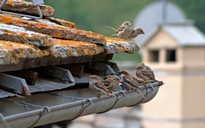 Les chéneaux de toit