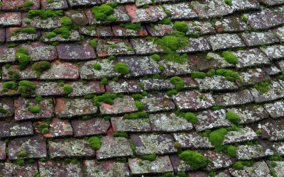 Les taches blanches sur la toiture