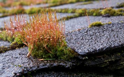 Eliminer les mousses de toiture