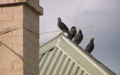 Pose d’un toit en tôle ondulée