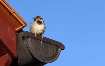 Les gouttières en zinc