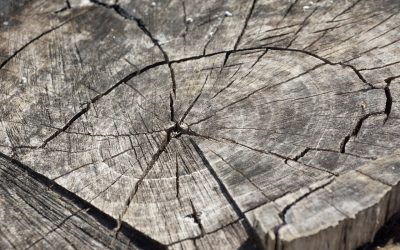 Les panneaux isolants en fibre de bois