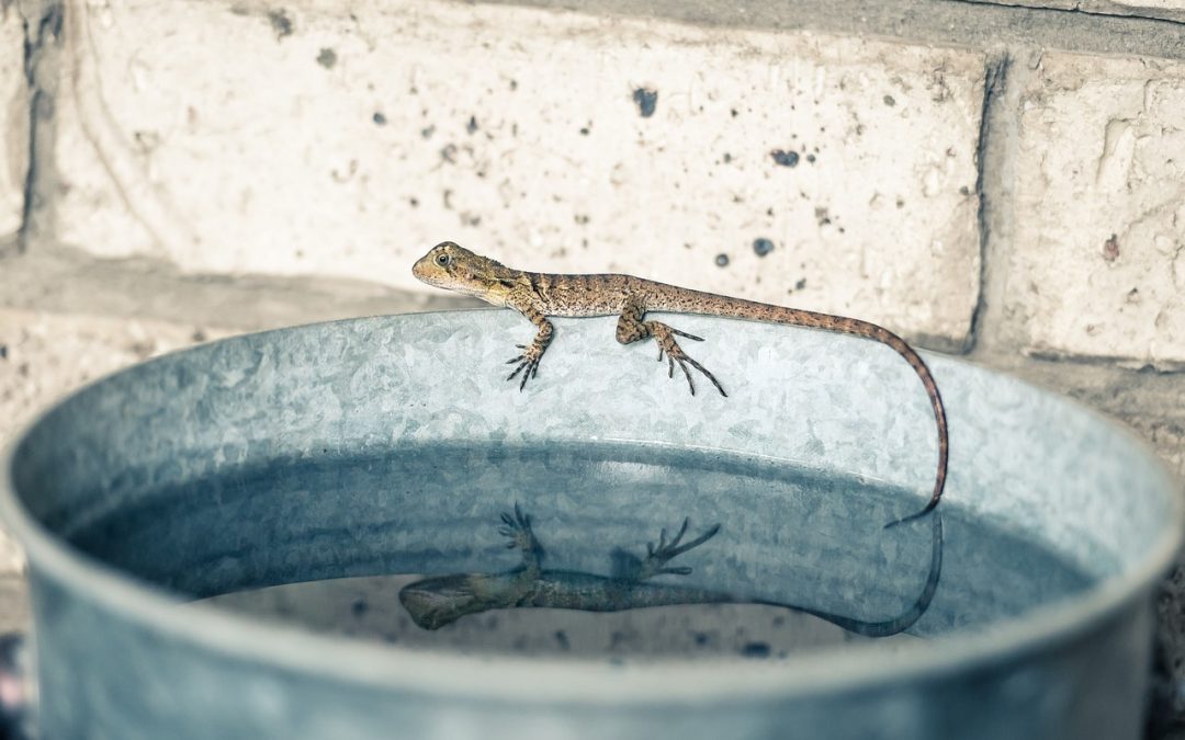 Fuite d’eau au plafond