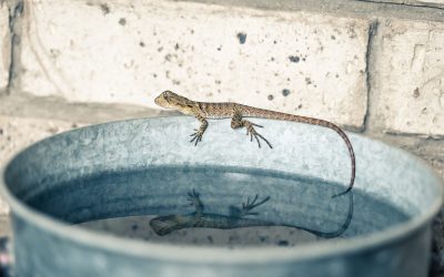 Fuite d’eau au plafond